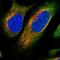NCK Associated Protein 1 antibody, HPA020449, Atlas Antibodies, Immunocytochemistry image 