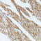 Tubulin Folding Cofactor B antibody, 14-870, ProSci, Immunohistochemistry frozen image 