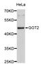 Glutamic-Oxaloacetic Transaminase 2 antibody, STJ111202, St John