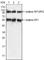 Paternally Expressed 10 antibody, abx015965, Abbexa, Western Blot image 