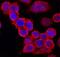 Immunoglobulin Superfamily Member 8 antibody, AF3117, R&D Systems, Immunocytochemistry image 