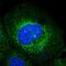 Ribophorin I antibody, HPA026828, Atlas Antibodies, Immunofluorescence image 