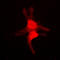 Mitogen-Activated Protein Kinase 10 antibody, LS-C352722, Lifespan Biosciences, Immunofluorescence image 