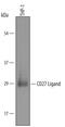 CD70 Molecule antibody, AF2738, R&D Systems, Western Blot image 