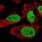 Spindlin 1 antibody, NBP2-55843, Novus Biologicals, Immunofluorescence image 