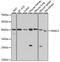 G Protein Subunit Alpha 13 antibody, A5746, ABclonal Technology, Western Blot image 