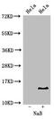 Histone Cluster 1 H2B Family Member B antibody, LS-C670396, Lifespan Biosciences, Western Blot image 