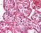 PLPP3 antibody, 49-529, ProSci, Immunohistochemistry paraffin image 