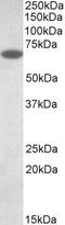 Protein Disulfide Isomerase Family A Member 2 antibody, EB10880, Everest Biotech, Western Blot image 