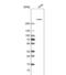 Collagen Type XII Alpha 1 Chain antibody, NBP1-88062, Novus Biologicals, Western Blot image 