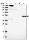 Required For Meiotic Nuclear Division 1 Homolog antibody, PA5-56729, Invitrogen Antibodies, Western Blot image 