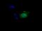 Nitrilase Family Member 2 antibody, MA5-25083, Invitrogen Antibodies, Immunocytochemistry image 