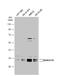 Rab Geranylgeranyltransferase Subunit Beta antibody, NBP2-20048, Novus Biologicals, Western Blot image 