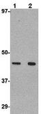 Wnt Family Member 10A antibody, ab106522, Abcam, Western Blot image 