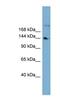 WD Repeat Domain 35 antibody, NBP1-70744, Novus Biologicals, Western Blot image 