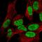 WIZ Zinc Finger antibody, HPA023774, Atlas Antibodies, Immunocytochemistry image 
