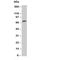 Prostaglandin-Endoperoxide Synthase 1 antibody, R30202, NSJ Bioreagents, Western Blot image 