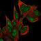 Coilin antibody, PA5-66995, Invitrogen Antibodies, Immunofluorescence image 