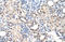 RAR Related Orphan Receptor A antibody, orb330425, Biorbyt, Immunohistochemistry paraffin image 