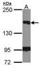 BRCA1 Interacting Protein C-Terminal Helicase 1 antibody, PA5-27096, Invitrogen Antibodies, Western Blot image 