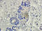 Mannose Receptor C-Type 1 antibody, orb180464, Biorbyt, Immunohistochemistry paraffin image 
