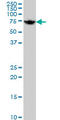 Heat Shock Protein Family A (Hsp70) Member 1 Like antibody, LS-C133260, Lifespan Biosciences, Western Blot image 