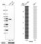 FERM Domain Containing 5 antibody, NBP1-81206, Novus Biologicals, Western Blot image 