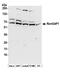 Ran GTPase Activating Protein 1 antibody, NBP1-18915, Novus Biologicals, Western Blot image 