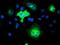 Transmembrane Protein 80 antibody, NBP2-02750, Novus Biologicals, Immunofluorescence image 