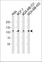 Actin Filament Associated Protein 1 antibody, LS-C344332, Lifespan Biosciences, Western Blot image 