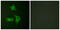 Cyclin Dependent Kinase Inhibitor 2B antibody, abx013163, Abbexa, Western Blot image 