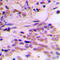 Cyclin Dependent Kinase 7 antibody, LS-C351976, Lifespan Biosciences, Immunohistochemistry frozen image 