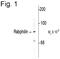 Rabphilin 3A antibody, PA1-4692, Invitrogen Antibodies, Western Blot image 