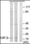 Core-Binding Factor Subunit Beta antibody, orb95619, Biorbyt, Western Blot image 