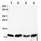 Dynein Light Chain LC8-Type 1 antibody, GTX57639, GeneTex, Western Blot image 