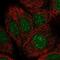 NmrA Like Redox Sensor 1 antibody, NBP1-83554, Novus Biologicals, Immunocytochemistry image 