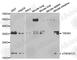Triggering Receptor Expressed On Myeloid Cells 1 antibody, A0292, ABclonal Technology, Western Blot image 