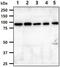 PPARG Coactivator 1 Alpha antibody, GTX57707, GeneTex, Western Blot image 