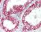 Claudin 4 antibody, orb96481, Biorbyt, Immunohistochemistry paraffin image 