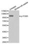 Integrin Subunit Beta 3 antibody, abx000303, Abbexa, Western Blot image 