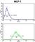 Cytochrome C Oxidase Subunit 5A antibody, abx034249, Abbexa, Western Blot image 