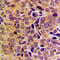 Growth Arrest Specific 8 antibody, GTX55223, GeneTex, Immunohistochemistry paraffin image 