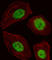 Basic Leucine Zipper Nuclear Factor 1 antibody, abx034436, Abbexa, Western Blot image 