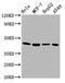 G Protein Subunit Alpha 12 antibody, CSB-PA009584LA01HU, Cusabio, Western Blot image 