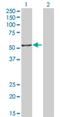 Interferon Regulatory Factor 4 antibody, H00003662-M04, Novus Biologicals, Western Blot image 