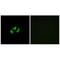 Sodium Voltage-Gated Channel Alpha Subunit 7 antibody, A09448, Boster Biological Technology, Immunohistochemistry frozen image 