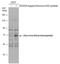 Zika Virus antibody, GTX133313, GeneTex, Western Blot image 