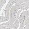 PDZ Domain Containing 4 antibody, PA5-52008, Invitrogen Antibodies, Immunohistochemistry paraffin image 