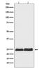 RAN, Member RAS Oncogene Family antibody, M00204, Boster Biological Technology, Western Blot image 