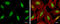 Cyclin Dependent Kinase 9 antibody, GTX107758, GeneTex, Immunofluorescence image 
